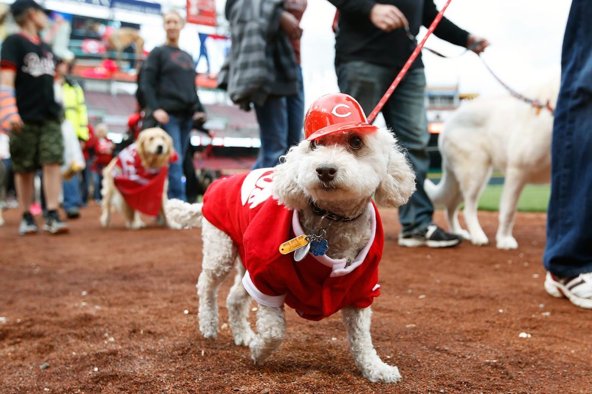 Cincinnati-Reds-Bark-at-the-Park-dogs-527785130.jpg