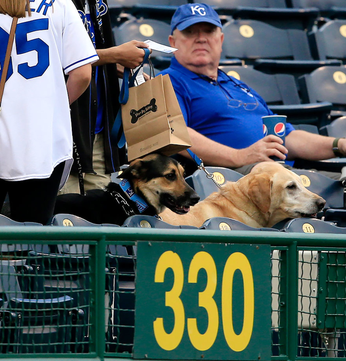 Bark in the Park: Ballpark Dogs - Sports Illustrated