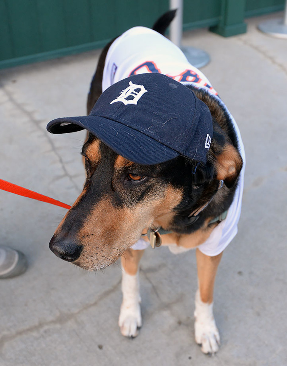 Detroit-Tigers-Bark-at-the-Park-dogs-GettyImages-545136948_master.jpg