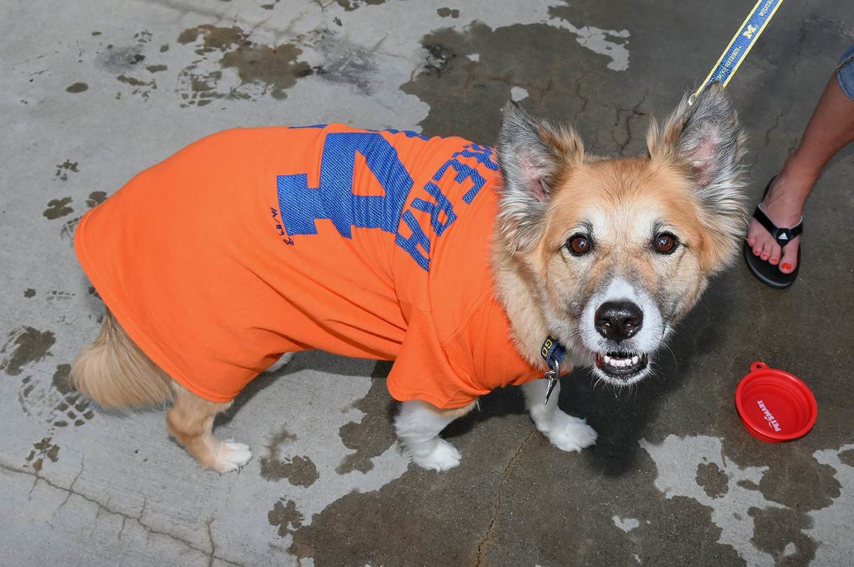 Detroit-Tigers-Bark-at-the-Park-dogs-GettyImages-544917212_master.jpg
