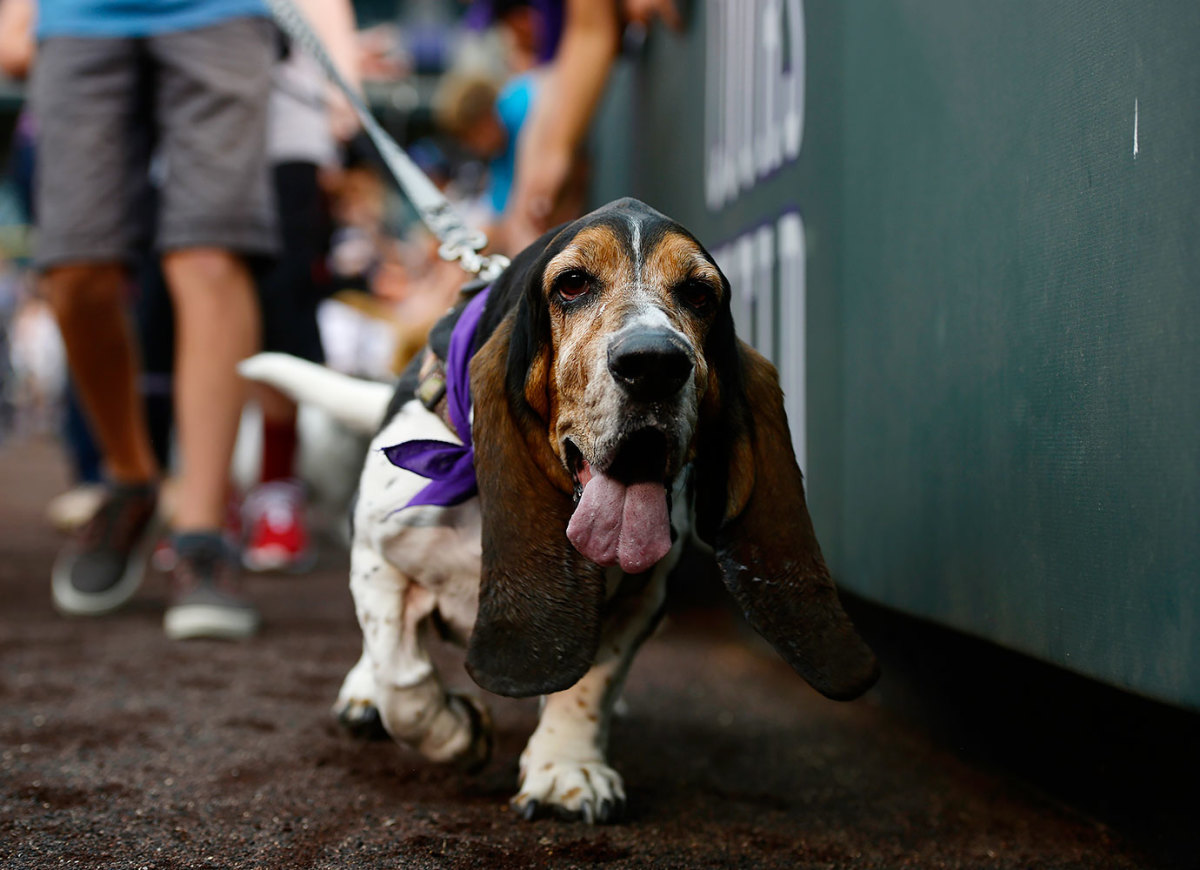 Colorado-Rockies-Bark-at-the-Park-dogs-GettyImages-590515842_master.jpg