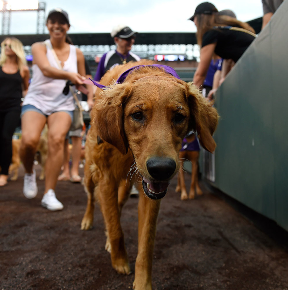 Colorado-Rockies-Bark-at-the-Park-dogs-GettyImages-590515824_master.jpg