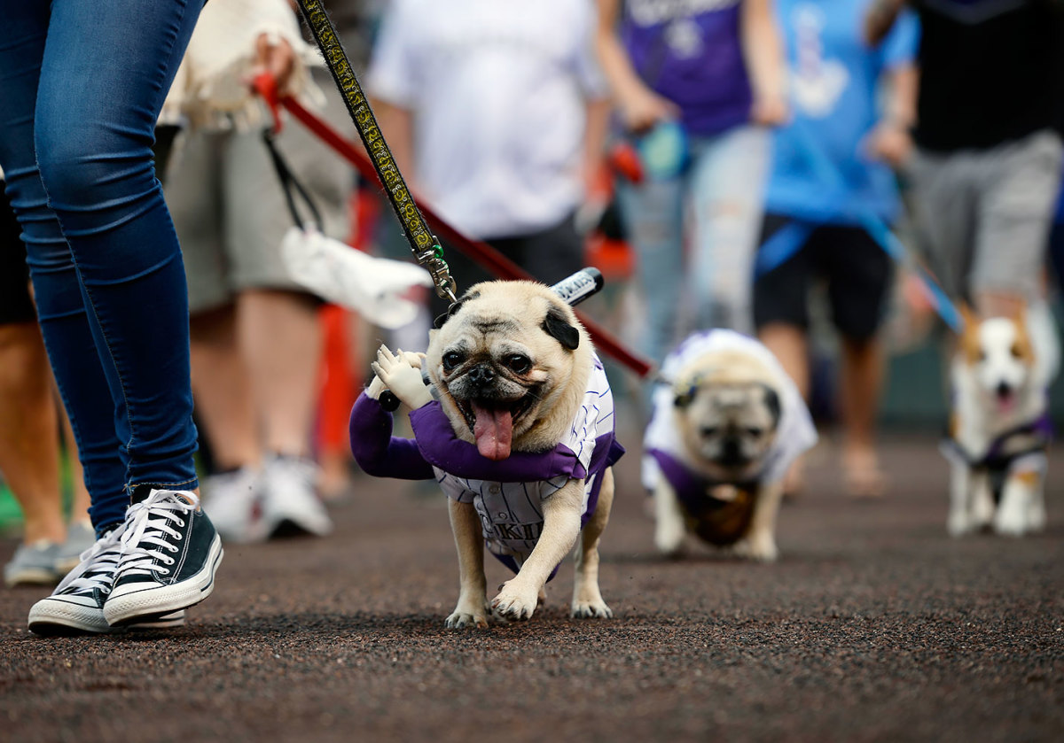 Colorado-Rockies-Bark-at-the-Park-dogs-GettyImages-590515748_master.jpg