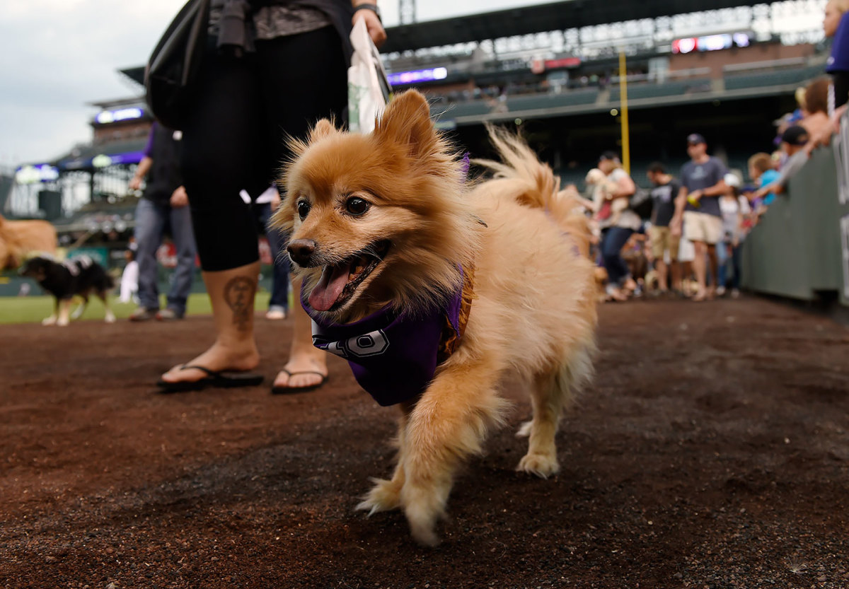 Photos: Dogs in the Coliseum as Oakland A's host Bark in the Park