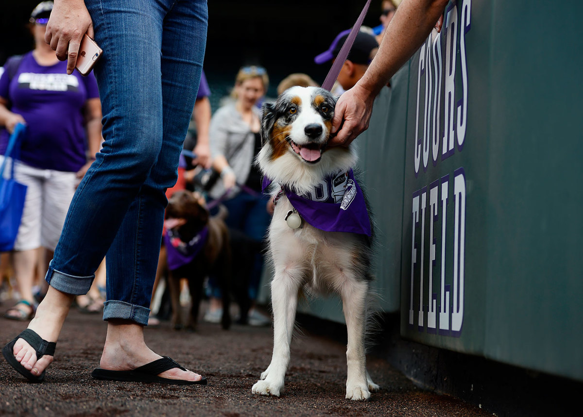 Colorado-Rockies-Bark-at-the-Park-dogs-GettyImages-590515780_master.jpg