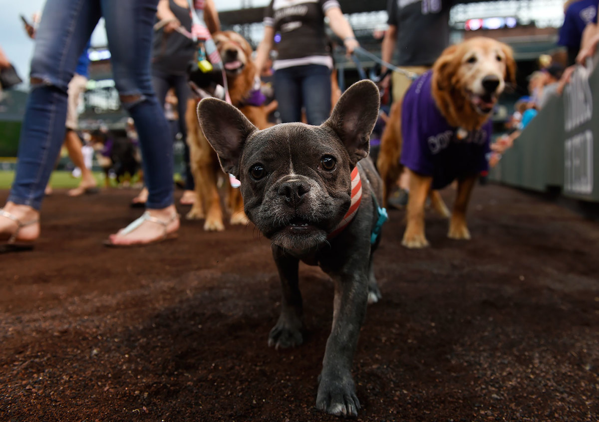 Colorado-Rockies-Bark-at-the-Park-dogs-GettyImages-590515864_master.jpg