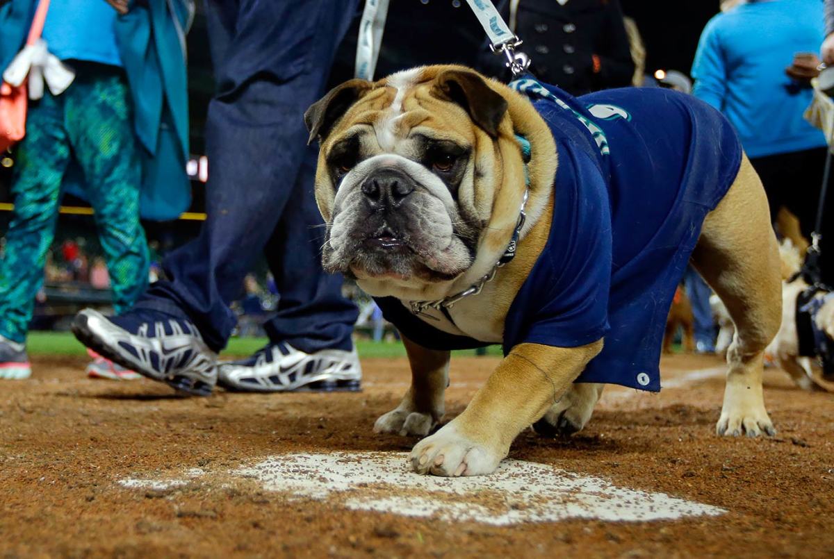Seattle-Mariners-Bark-at-the-Park-dogs-196b63e13e644c9f92b3550d461ef2be-0.jpg