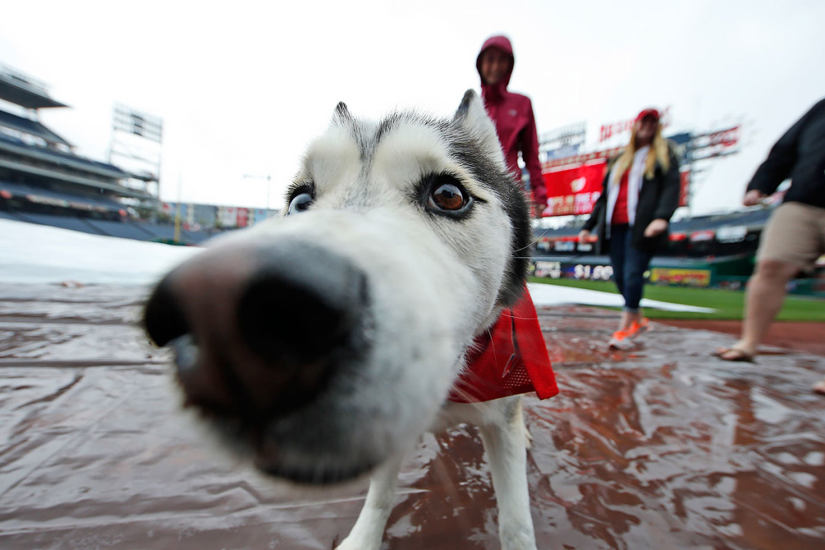Washington-Nationals-Bark-at-the-Park-dogs-0f302dda6d804a79a74d23cba7b1a21f-0.jpg
