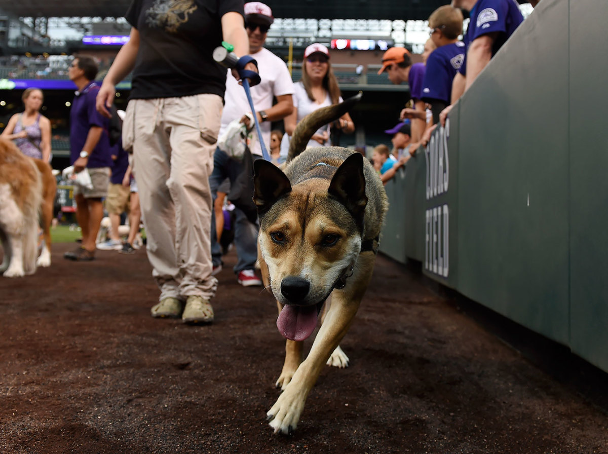 Colorado-Rockies-Bark-at-the-Park-dogs-GettyImages-590515848_master.jpg