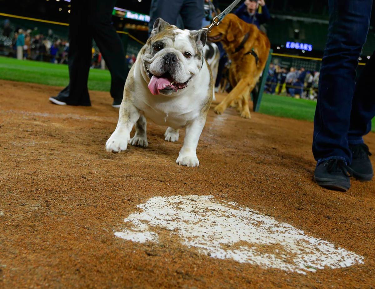 Seattle-Mariners-Bark-at-the-Park-dogs-8ea20ffffd434f7da029dfba5150a5c1-0.jpg