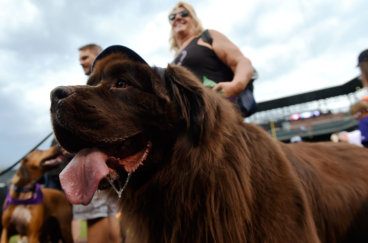 Colorado-Rockies-Bark-at-the-Park-dogs-GettyImages-590515844_master.jpg