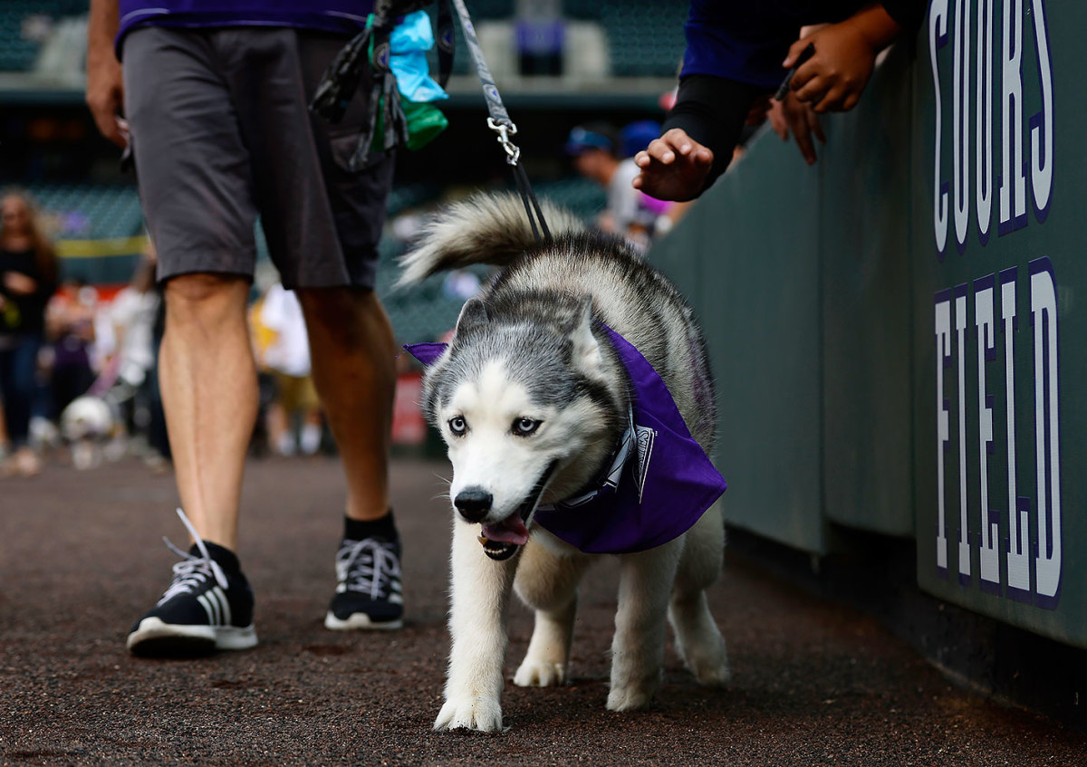 Colorado-Rockies-Bark-at-the-Park-dogs-GettyImages-590515758_master.jpg