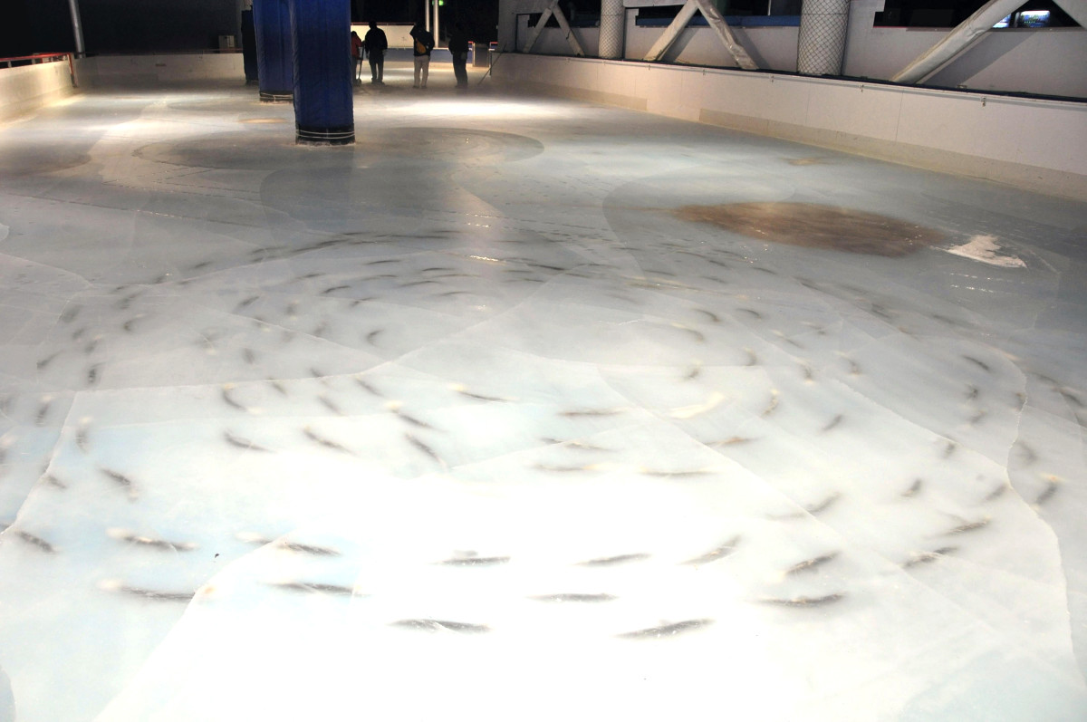 space-world-japan-dead-fish-ice-rink.jpg