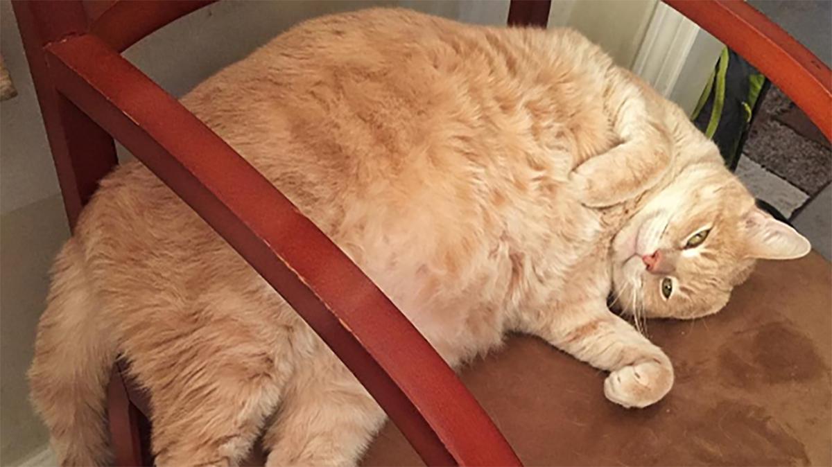 Matt Duffy's fat cat isn't moving to Tampa Sports Illustrated