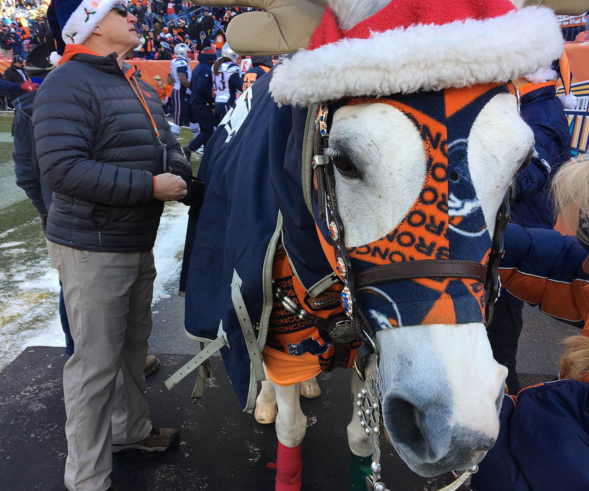 broncos-horse-thunder-iii.jpg