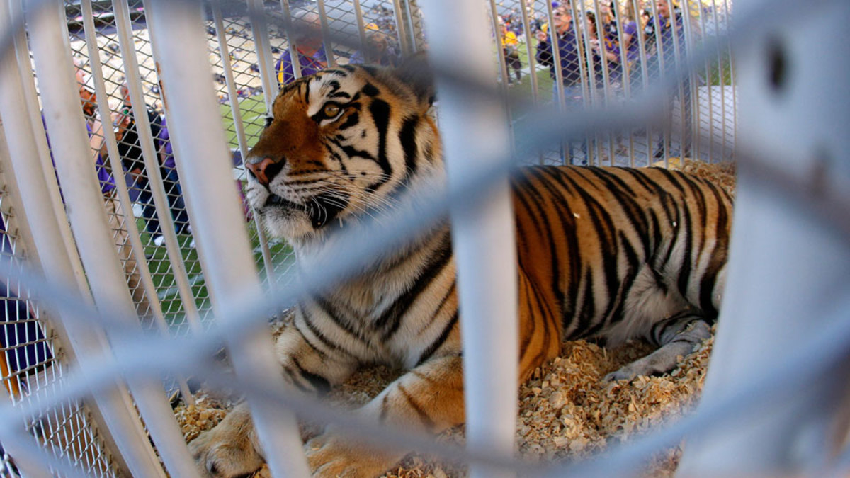 LSU's tiger mascot diagnosed with cancer Sports Illustrated