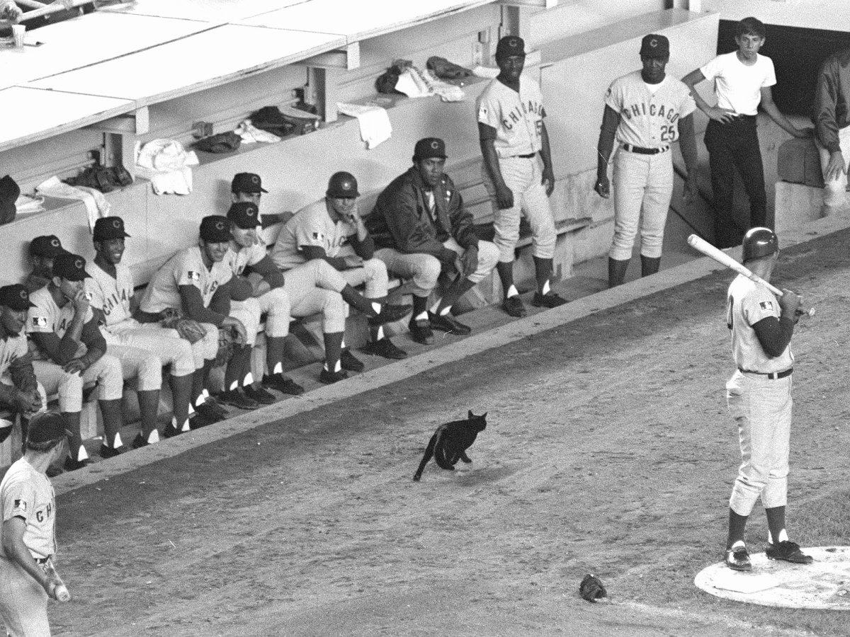 chicago-cubs-black-cat.jpg