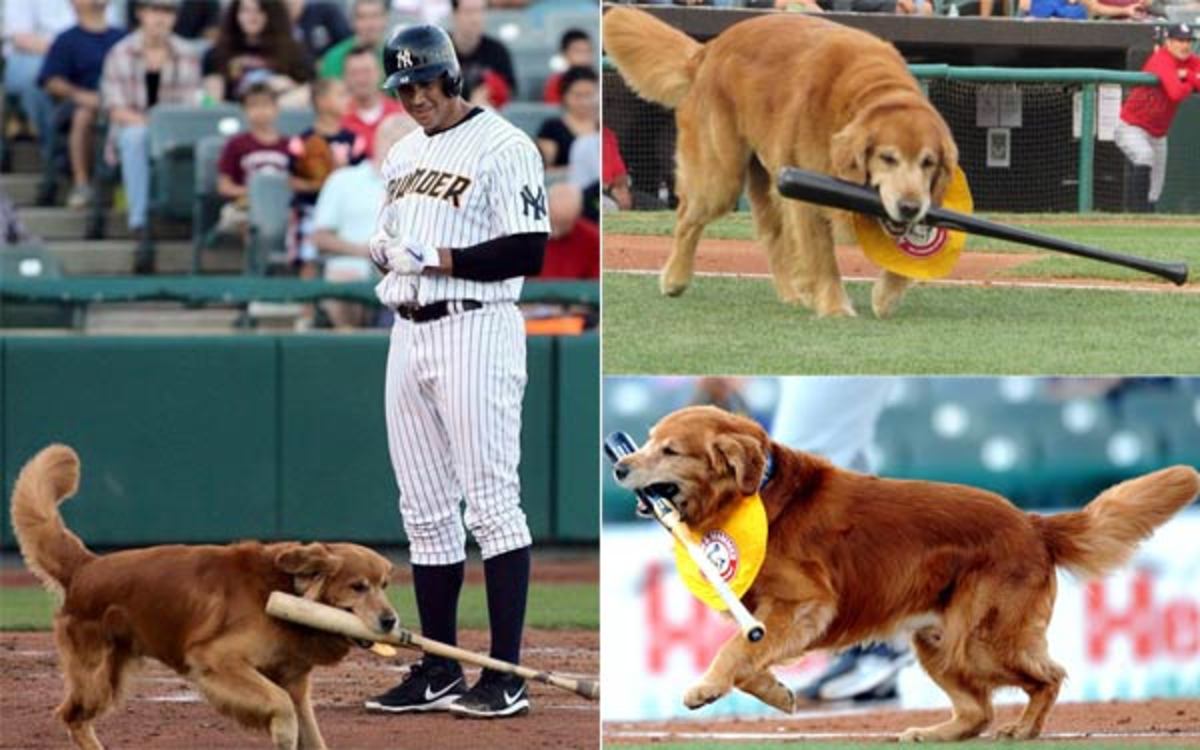 arod-dog.jpg