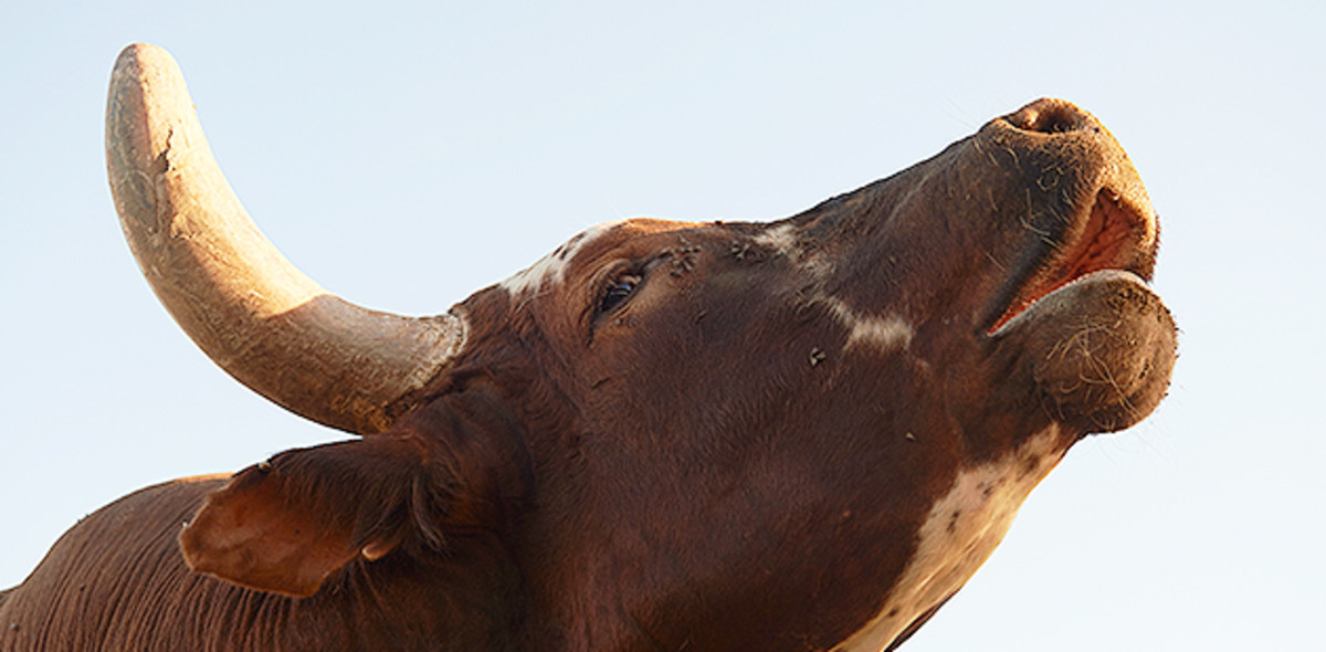 Image placeholder title