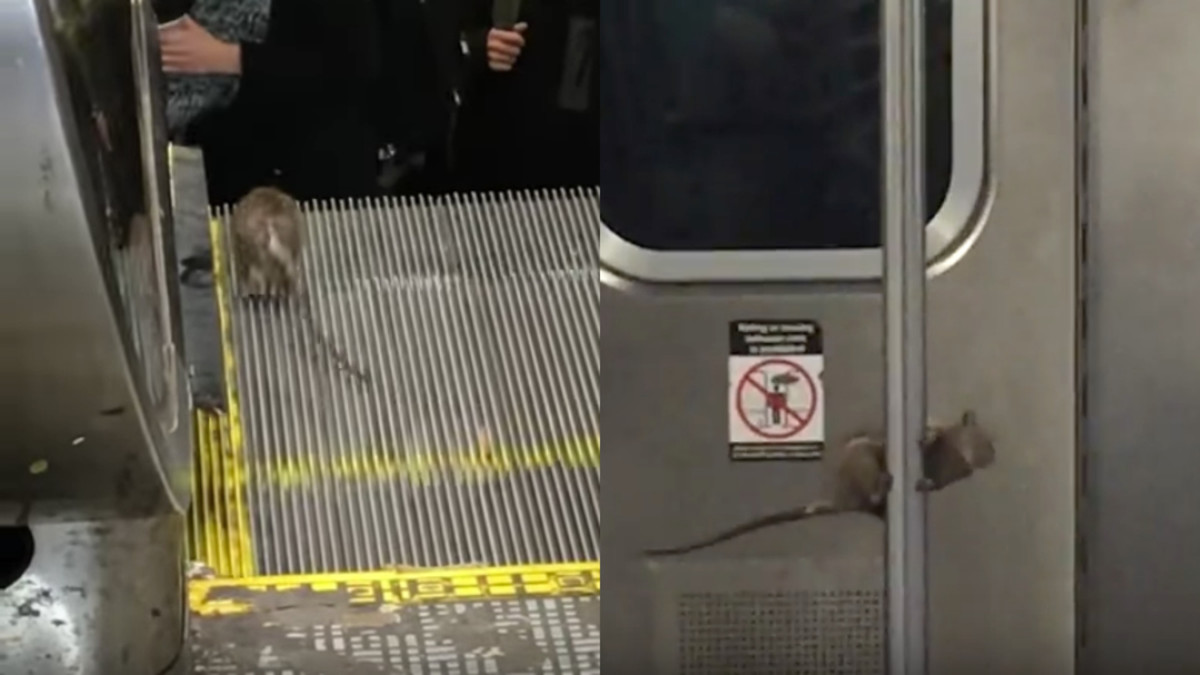 New York City rats climb subway pole, escalator (video) Sports Illustrated
