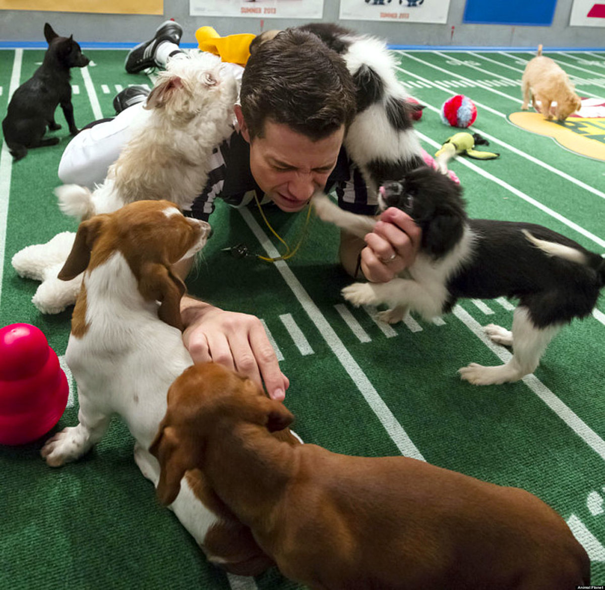 Behind the scenes of The Puppy Bowl Sports Illustrated