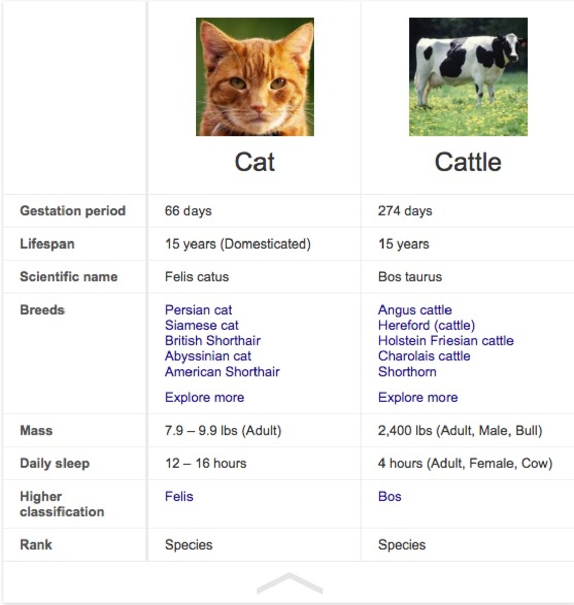 cat-cattle.jpg