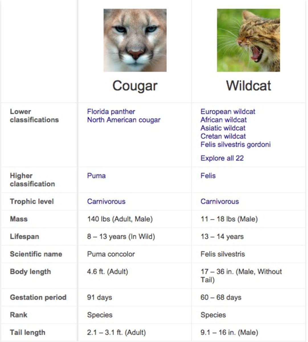 wildcat-cougar.jpg