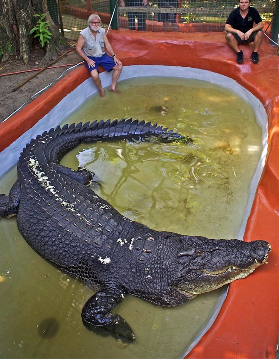 32-largest-crocodile.jpg
