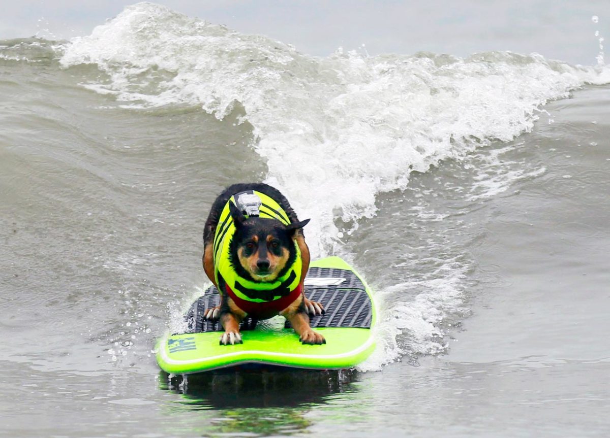 28-longest-surf-dog.jpg