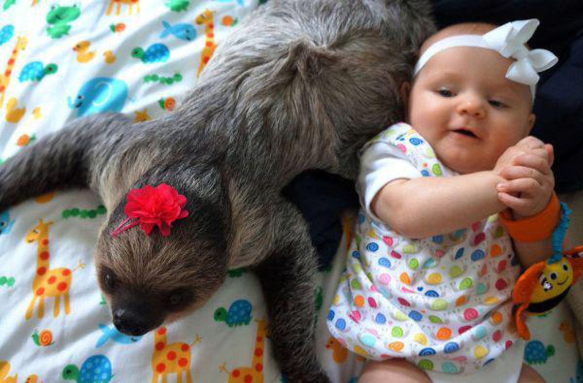 sloth-baby.jpg