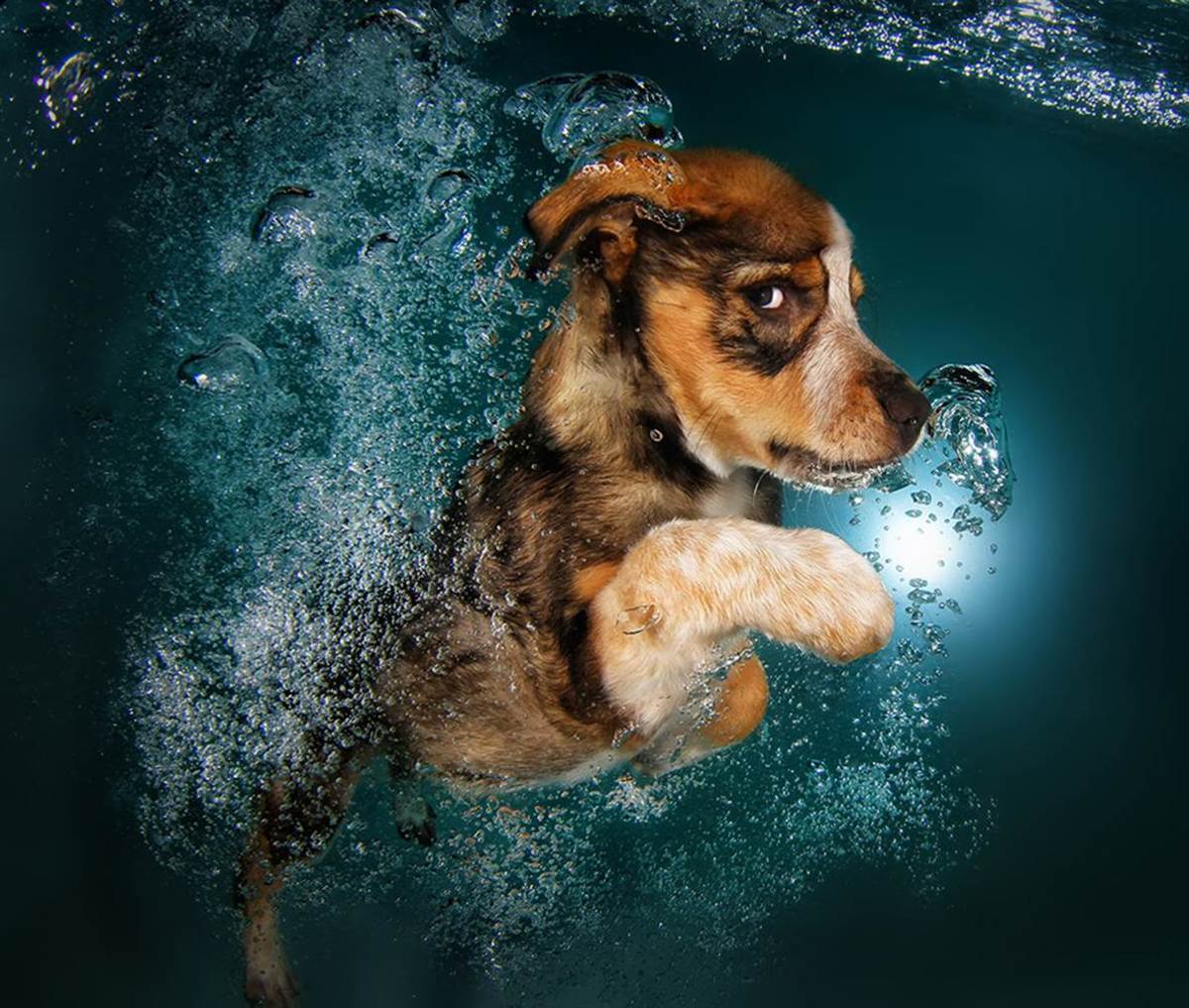 Underwater Puppies Ginger.jpg