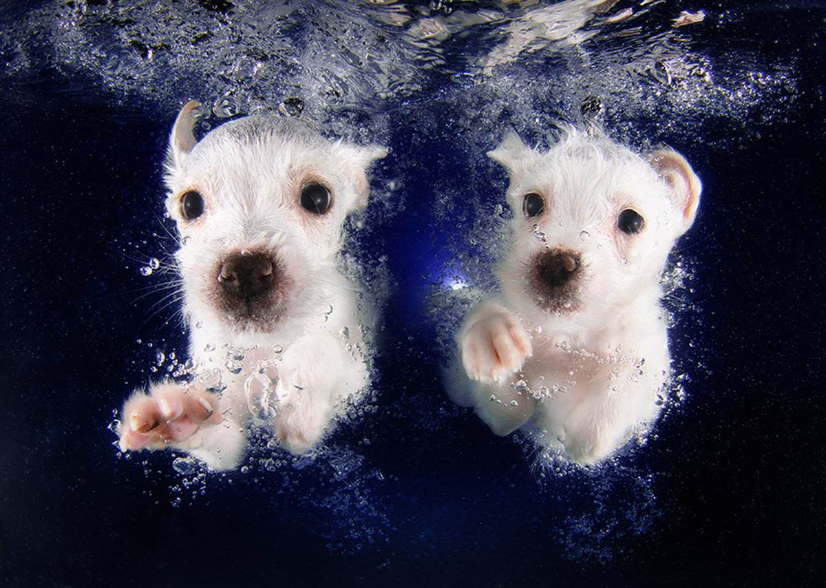 Underwater Puppies Pringles and Pickme.jpg