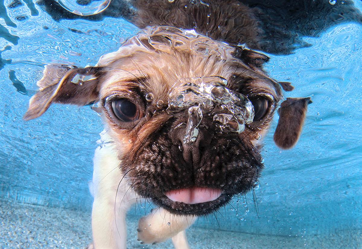 Underwater Puppies Iggy.jpg