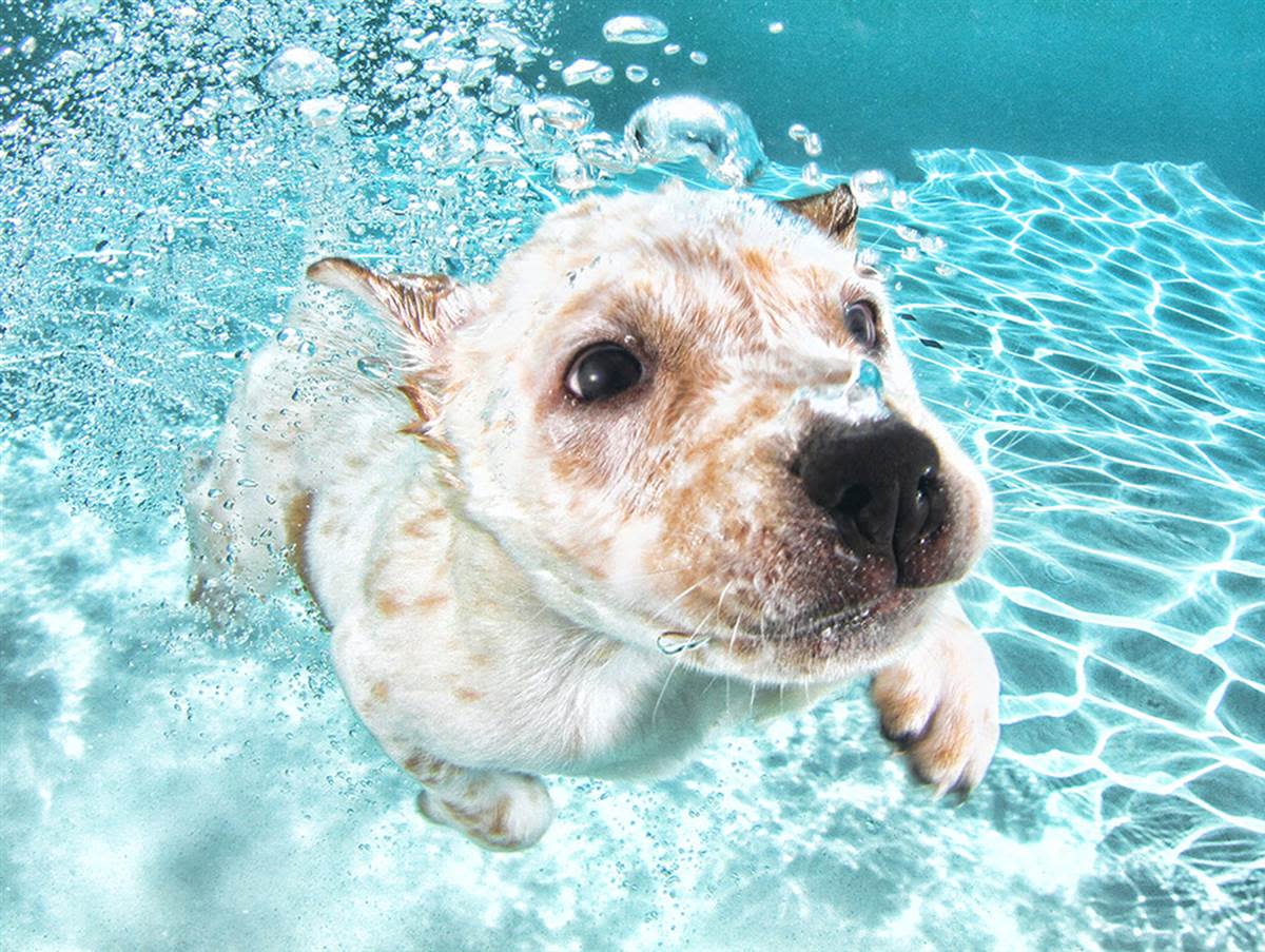 Underwater Puppies Corey.jpg