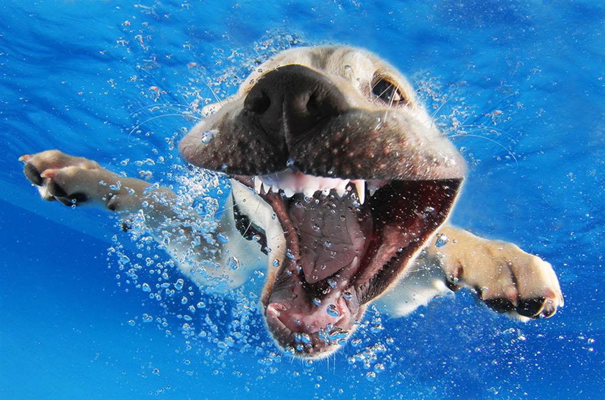 Underwater Puppies Reason.jpg
