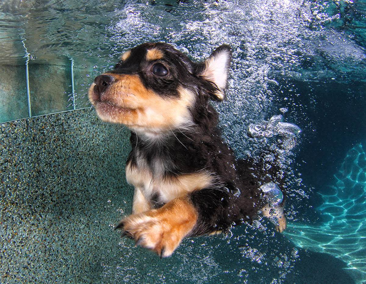 Underwater Puppies Rolley.jpg