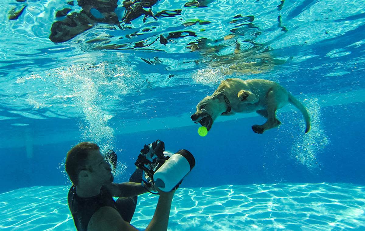 Underwater Puppies Seth Casteel_0.jpg