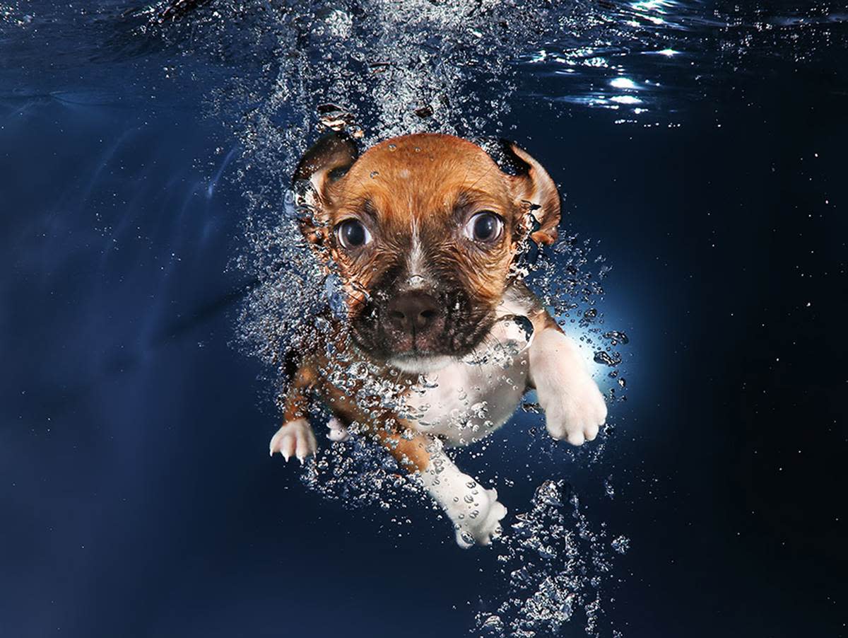 Underwater Puppies Ava.jpg