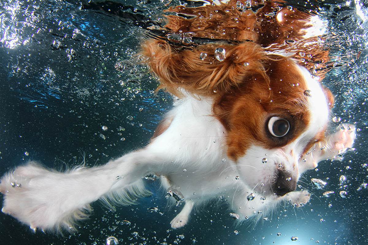 Underwater Puppies Monty.jpg