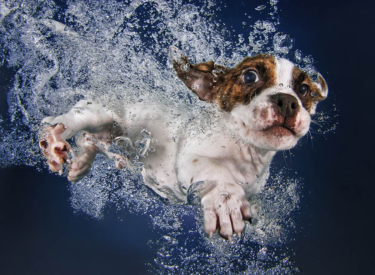 Underwater Puppies Popsicle.jpg