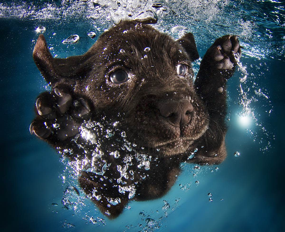 Underwater Puppies Ruger.jpg