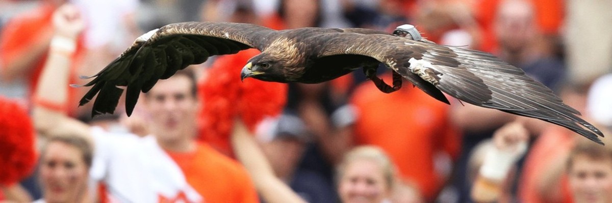 A look inside how Auburn's iconic 'War Eagles' are trained for their  gameday flights - Sports Illustrated