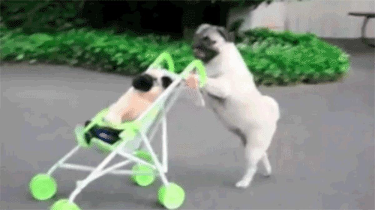 dog-carriage.gif