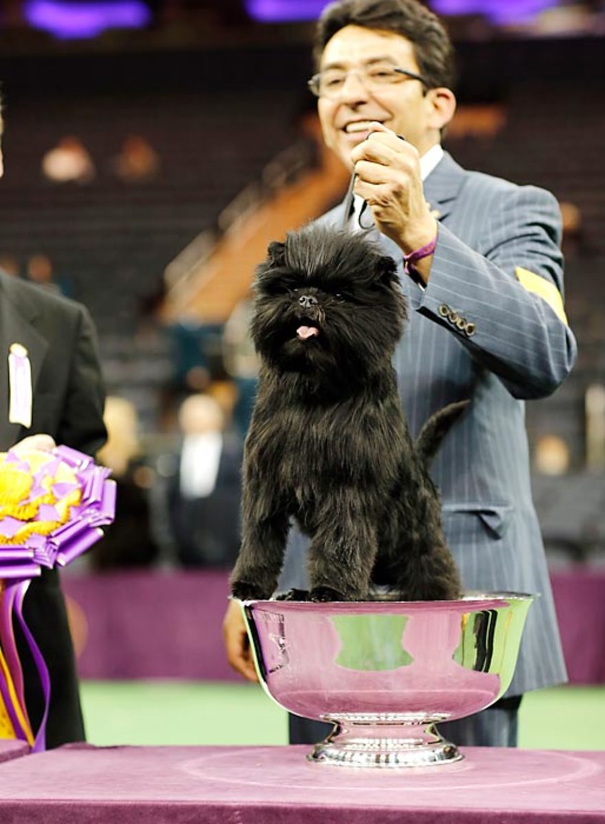 0-westminster-Affenpinscher_10.jpg