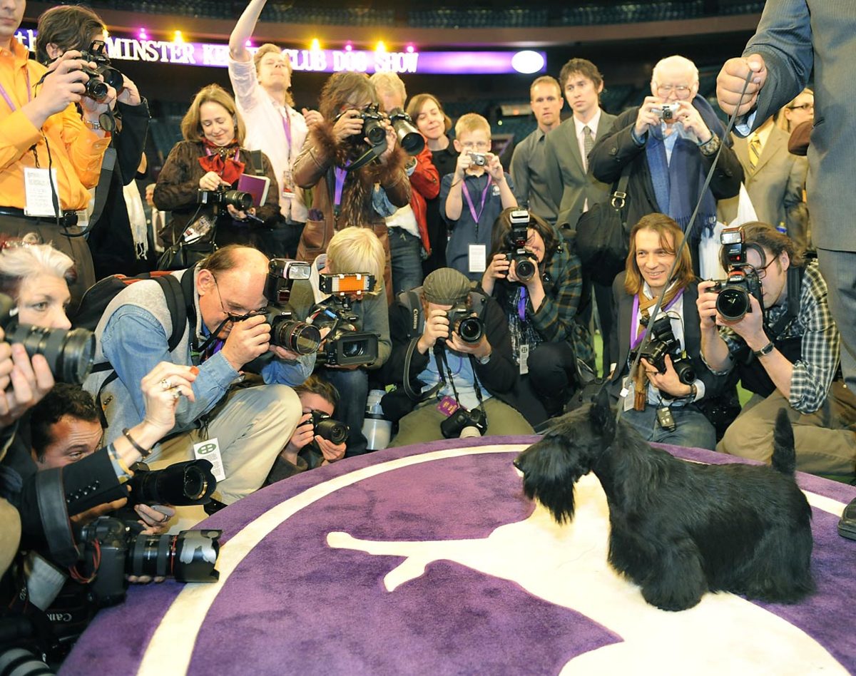 2010-Westminster_Dog.jpg
