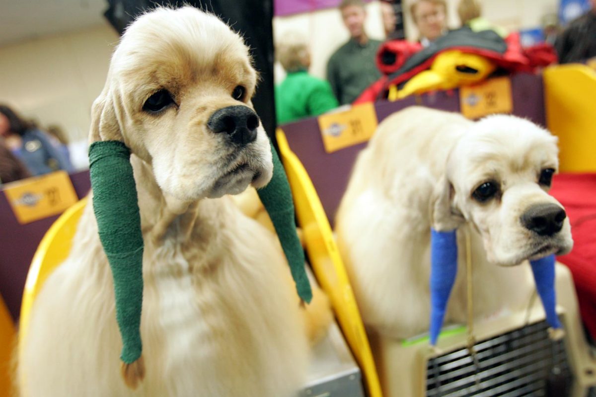 2007-WESTMINSTER-DOG-SHOW.jpg