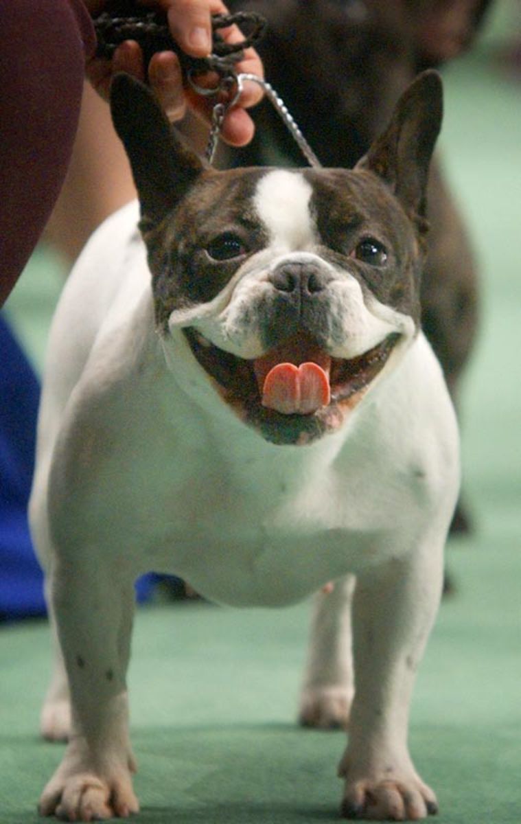 2003_DOG_SHOW(2).jpg