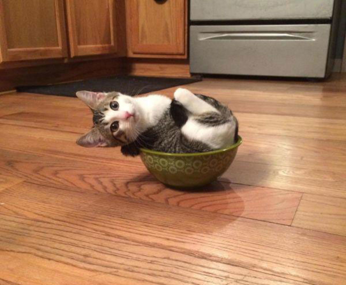 cats-bowl.jpg