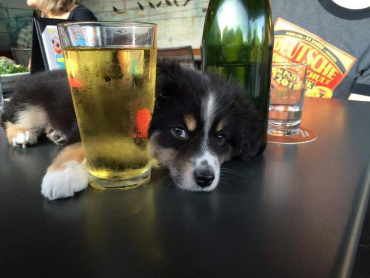 dog-beer.jpg