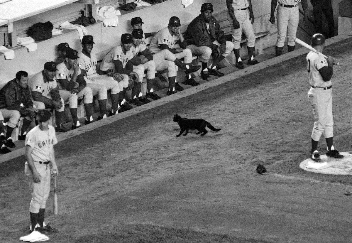1969-chicago-cubs-black-cat-shea-stadium.jpg